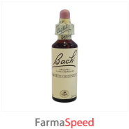 bach center ess white chestn20