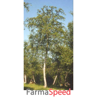 msa betula pubescens 50 ml