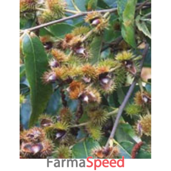 msa castanea vesca 50 ml