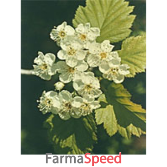 msa crataegus oxyaca 50 ml