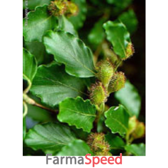 msa fagus sylvatica 50 ml