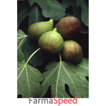 msa ficus carica 50 ml