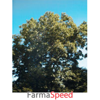 msa fraxinus excelsior 50 ml