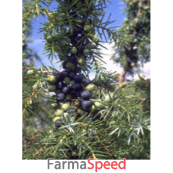 msa juniperus commun 50 ml
