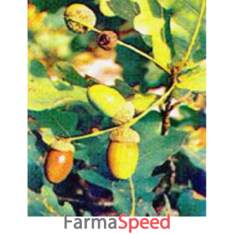 msa quercus peduncol 50 ml