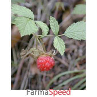 msa rubus idaeus 50 ml