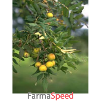 msa sorbus domestica 50 ml