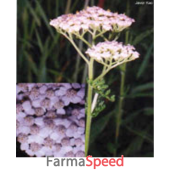 tsa achillea millefoglie 50 ml