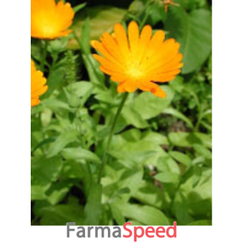 tsa calendula officinalis 50 ml