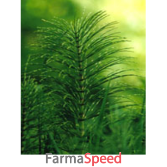 tsa equisetum arvense 50 ml