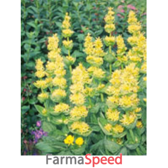 tsa gentiana lutea 50 ml