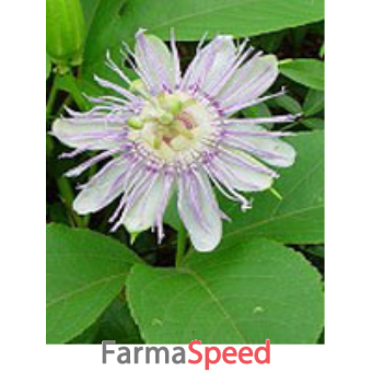 tsa passiflora incarnata 50 ml