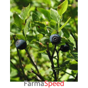 tsa vaccinium myrtillus 50 ml